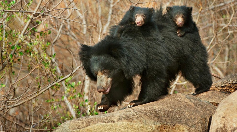 Arasikere Sloth Bear Sanctuary, Hassan, Karnataka - Vushii.com Arasikere Sloth Bear Sanctuary, Hassan, Karnataka - Vushii.com